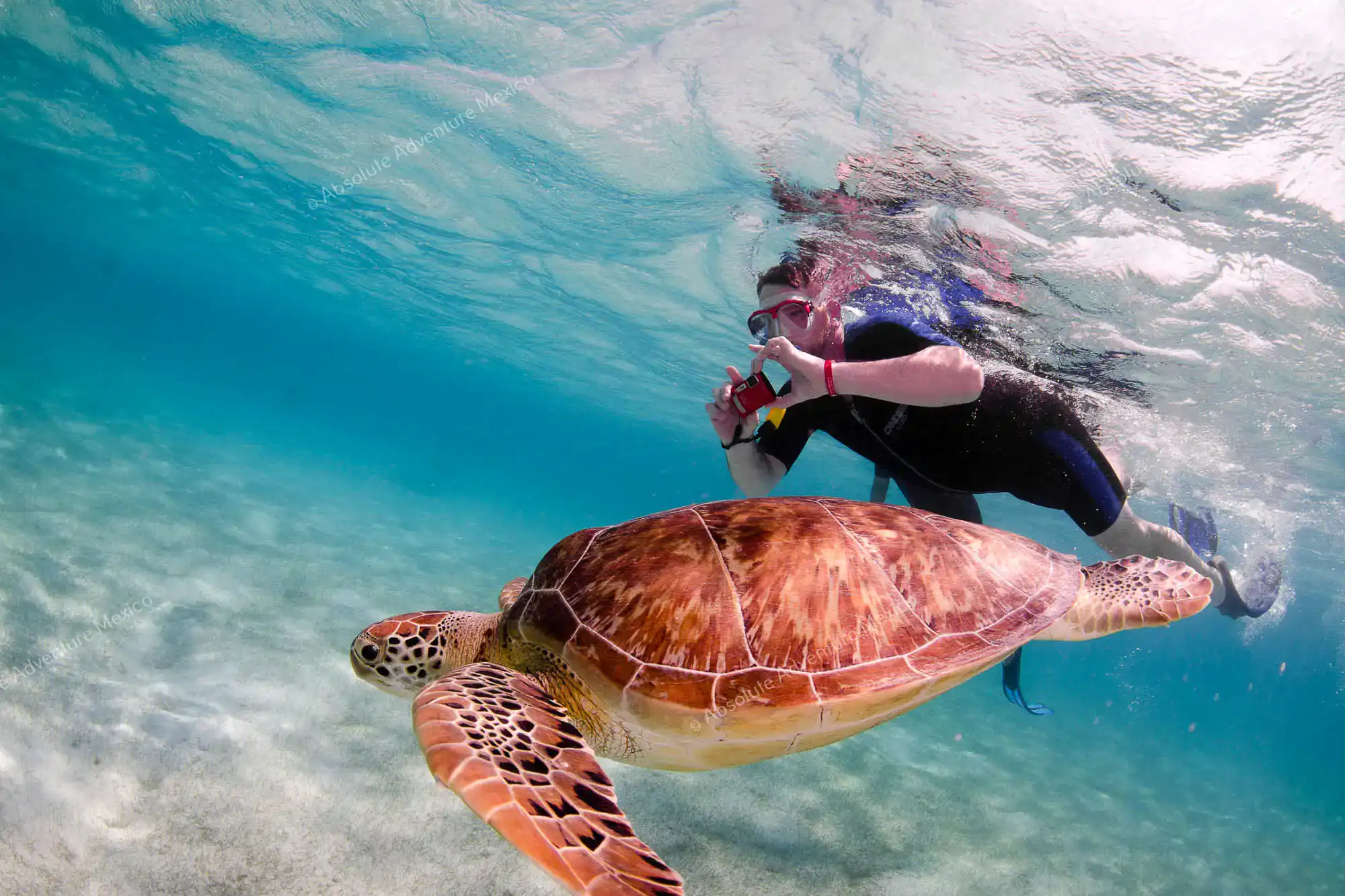 Snorkeler photographing a green sea turtle while swimming in the clear blue water of Akumal Bay