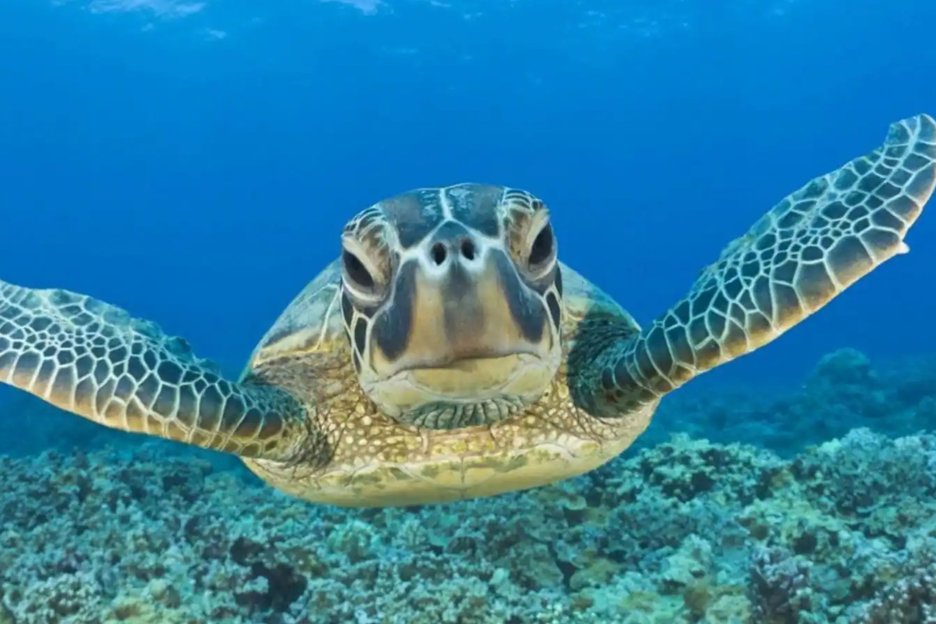 Green sea turtle swimming over coral in Akumal Bay's clear turquoise Caribbean water