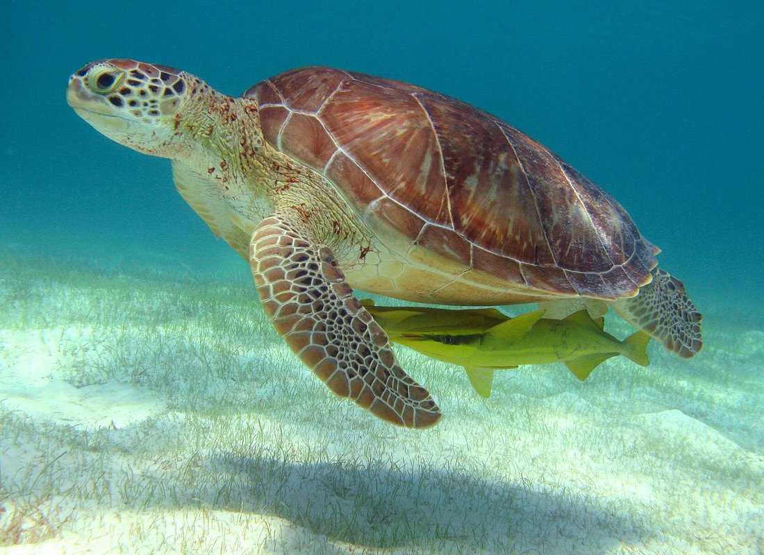 A green sea turtle glides over seagrass in Akumal Bay's clear turquoise water