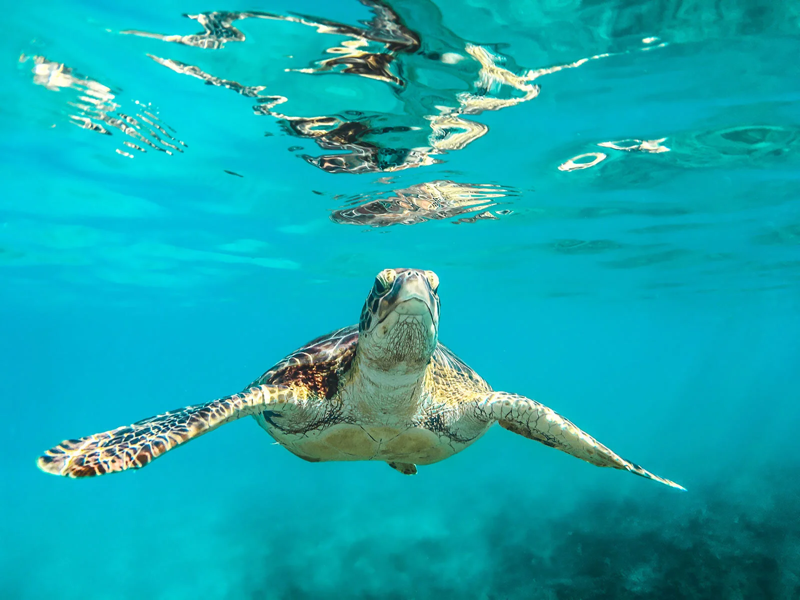 Sea turtle in Akumal Bay grazing on seagrass underwater